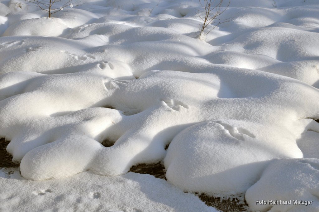 RME_6898 Spur im Schnee.jpg